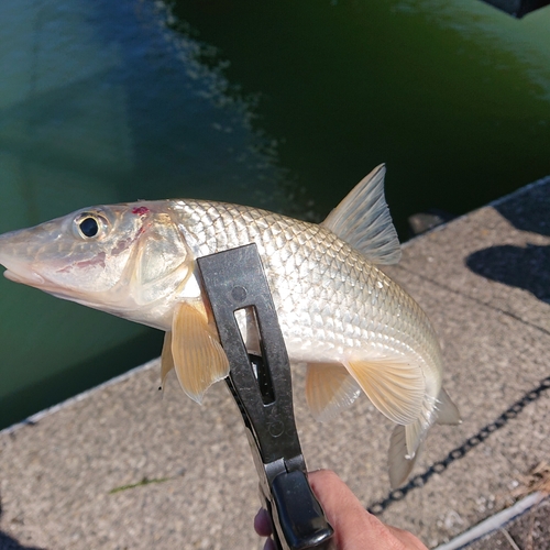 ニゴイの釣果