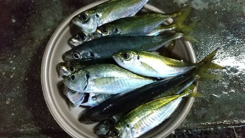 アジの釣果