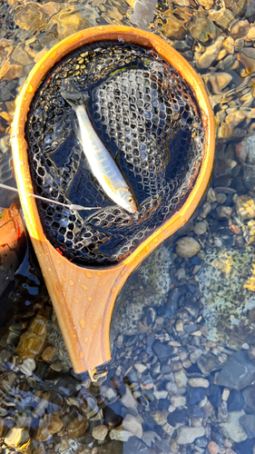 オイカワの釣果