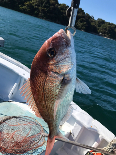 マダイの釣果