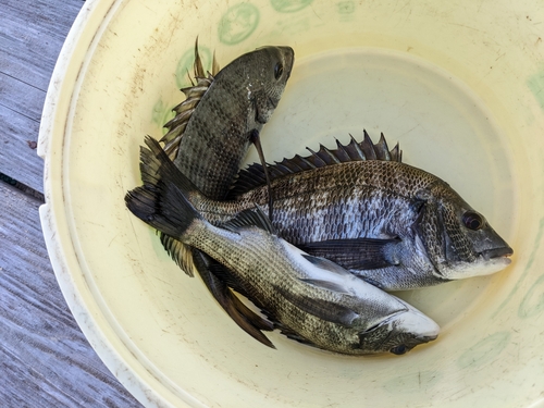 クロダイの釣果