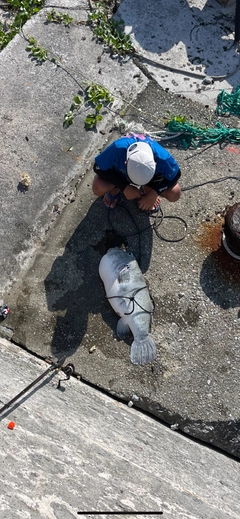 モヨウフグの釣果