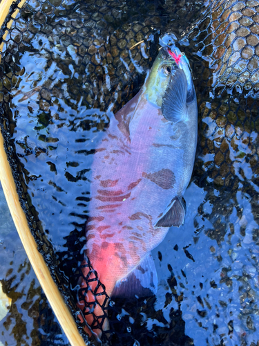 ヒメマスの釣果