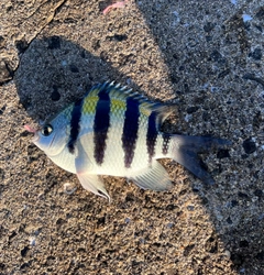 オヤビッチャの釣果