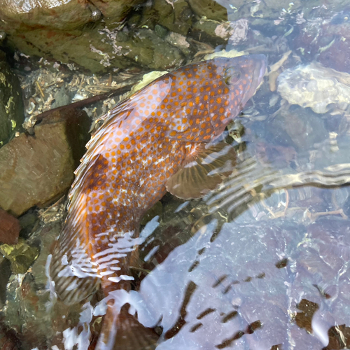 キジハタの釣果