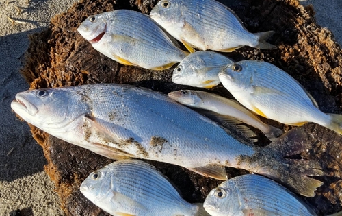 ニベの釣果