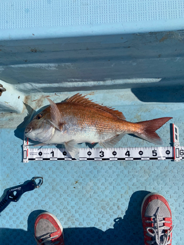 マダイの釣果