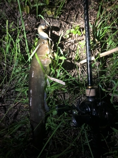 ナマズの釣果