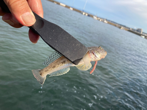 ハゼの釣果