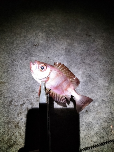 ホウセキキントキの釣果