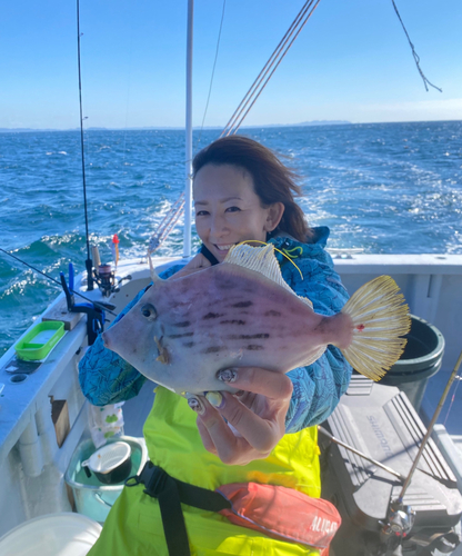 カワハギの釣果