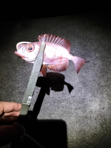 ホウセキキントキの釣果