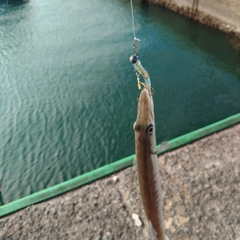 カマスの釣果