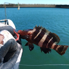 アオハタの釣果