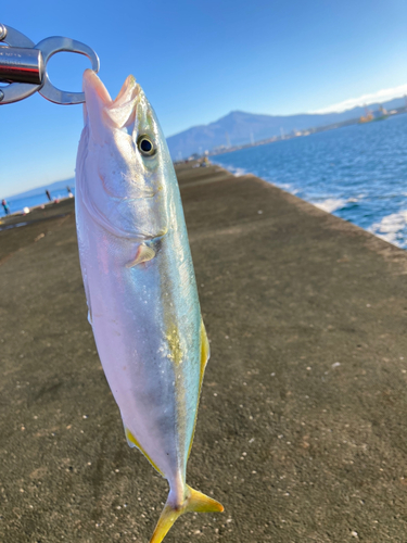 イナダの釣果