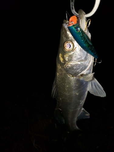 スズキの釣果