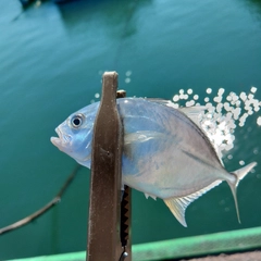 メッキの釣果