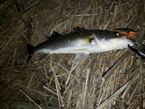 スズキの釣果