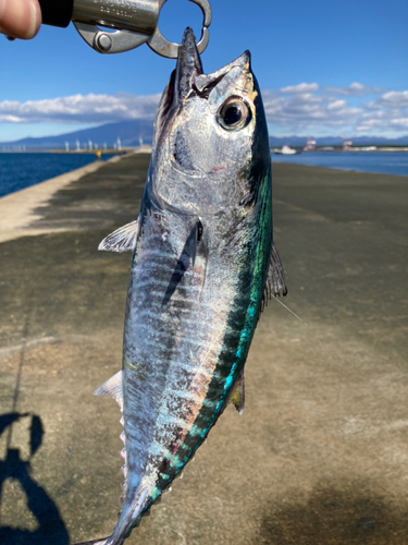 釣果