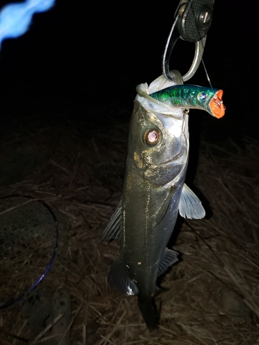 スズキの釣果