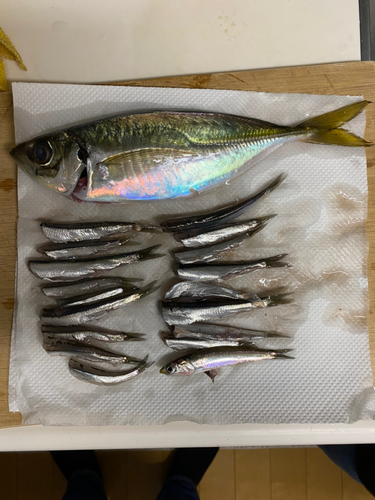 アジの釣果