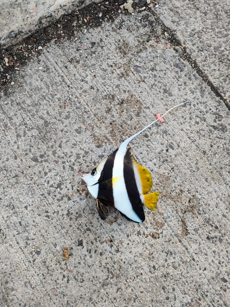 オニハタタテダイ