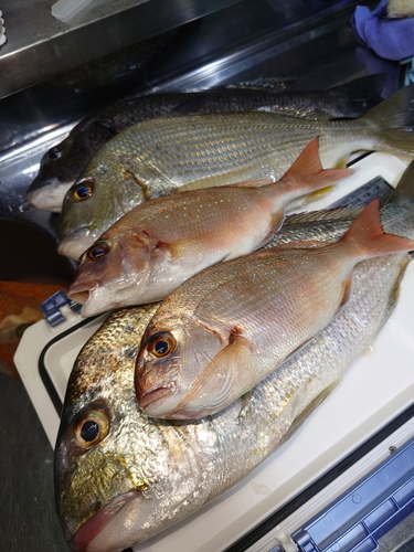 ヘダイの釣果