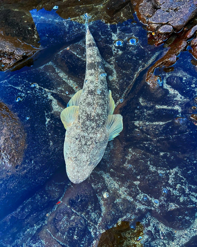 マゴチの釣果