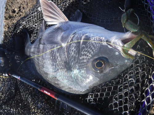 チヌの釣果