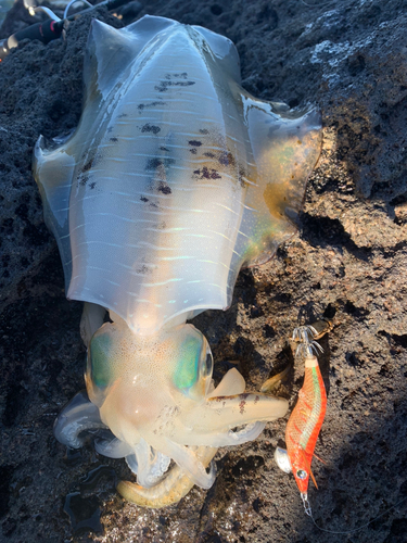 アオリイカの釣果