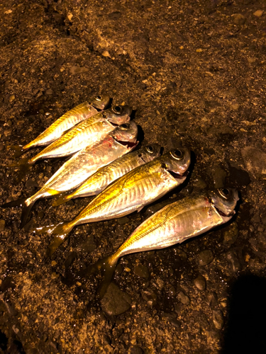 アジの釣果