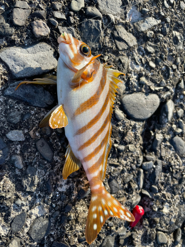 タカノハダイの釣果