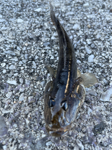 マハゼの釣果