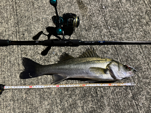 シーバスの釣果