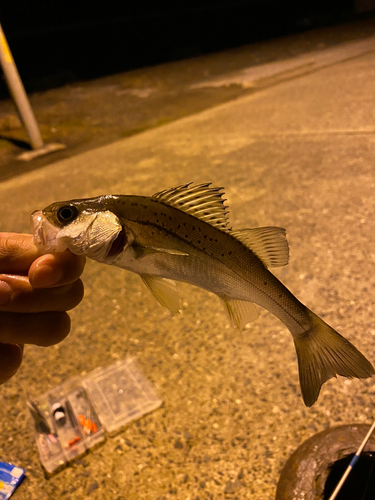 セイゴ（タイリクスズキ）の釣果