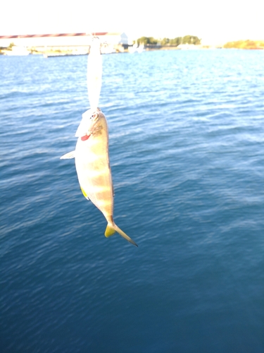 メッキの釣果