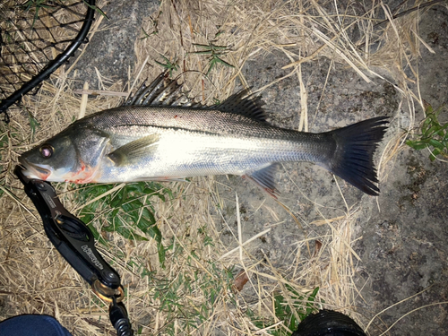 スズキの釣果