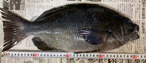 メジナの釣果