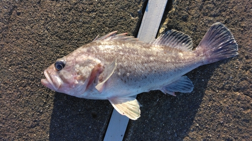 クロソイの釣果