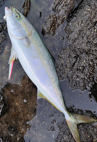 ハマチの釣果