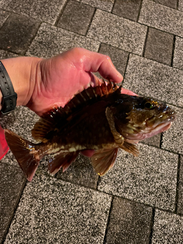 カサゴの釣果