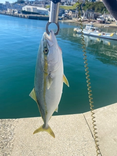 ハマチの釣果