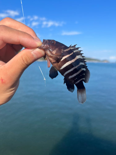 エソの釣果