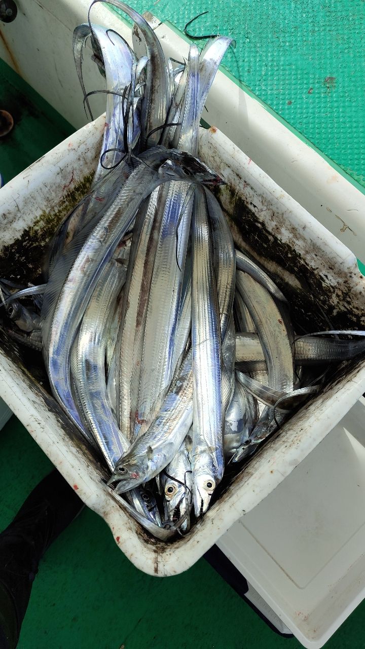 りょーたくんさんの釣果 2枚目の画像