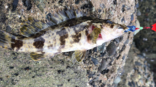 タケノコメバルの釣果