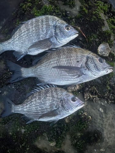 チヌの釣果