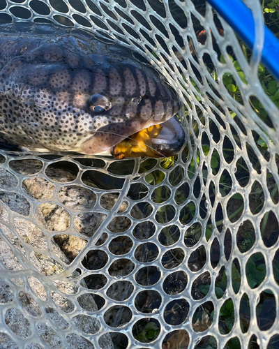 イトウの釣果