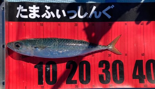 ゴマサバの釣果