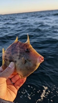 カワハギの釣果