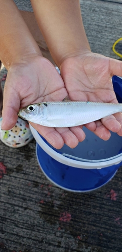 サッパの釣果